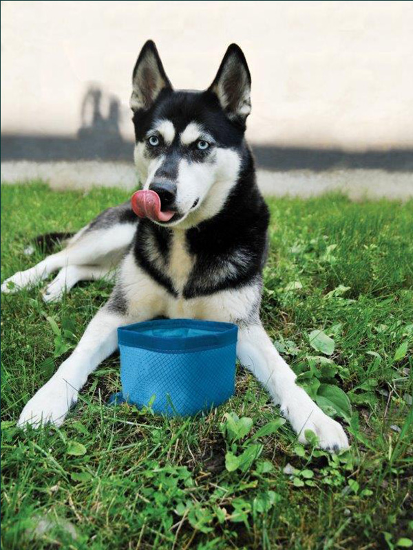 Kurgo® Zippy Bowl, Blue